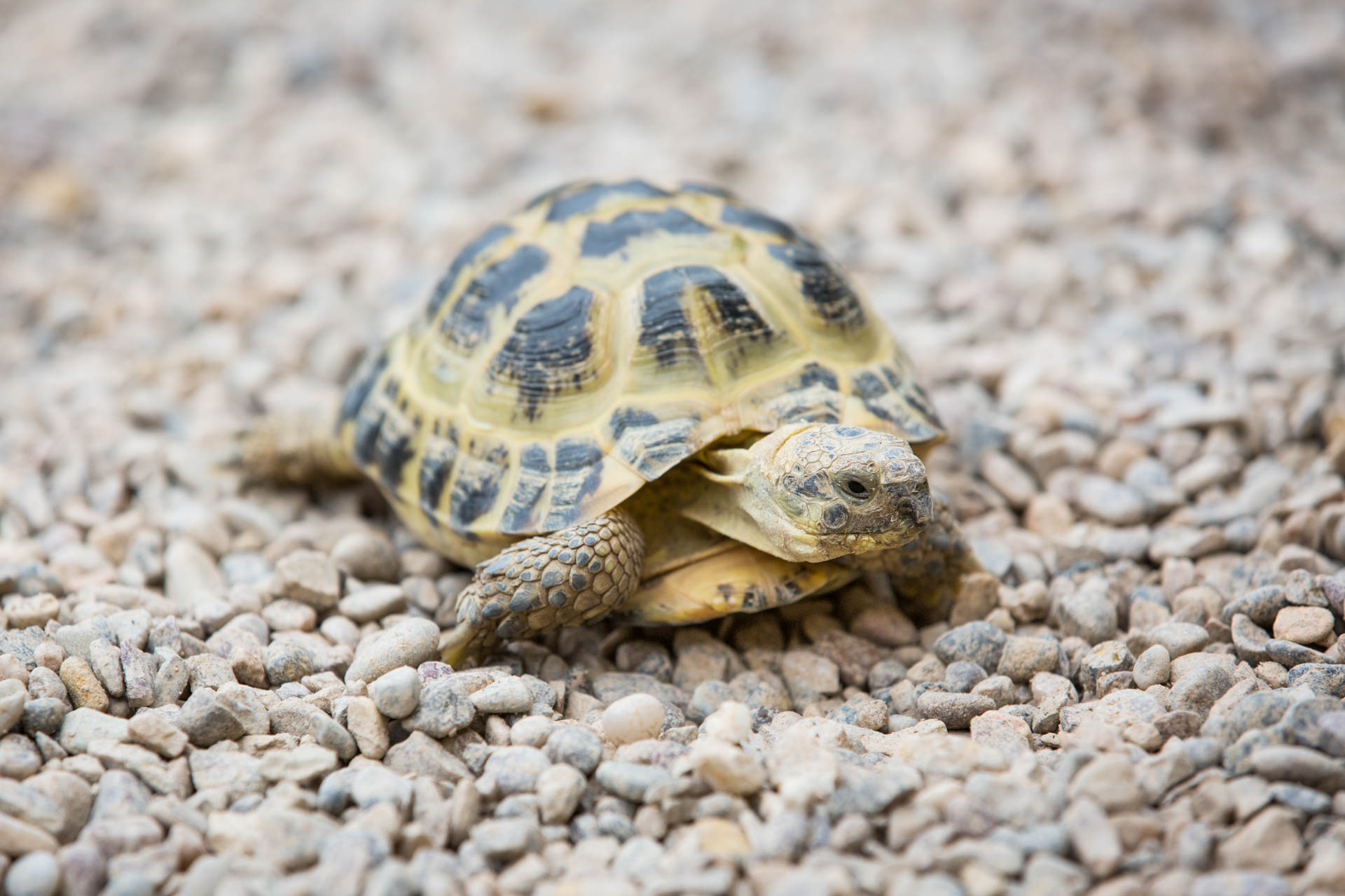 Tickles the tortoise